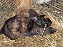 Heimtiermesse 2009   091